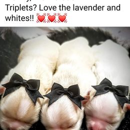 Shih Tzu Puppies from Trinity Shihtzu's So Calif