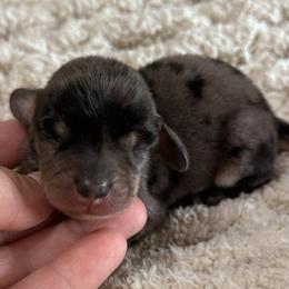 Mason - Dapple male Dachshund puppy in Chelsea, Oklahoma from Elite Puppies of Oklahoma, LLC