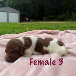 Mocha - Liver roan female German Shorthaired Pointer puppy in Axton, Virginia from Red Clay Kennels