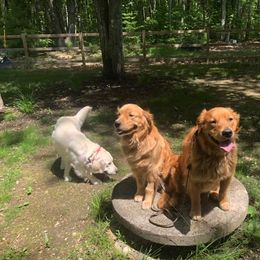 Golden Retriever All Grown Up from Beech Ridge Goldens