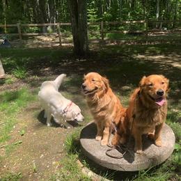 Golden Retriever All Grown Up from Beech Ridge Goldens