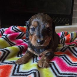 Freddy - Red male Dachshund puppy in Farmington, Missouri from Southeast mo Miniature dachshunds