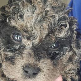 Aussiedoodles, Bernedoodles, Cockapoos, and Schnoodles from Perry's doodles