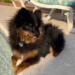 Pomeranians from Precious Paradise Pom's