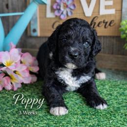 Poppy-red collar - Black female Saint Berdoodle puppy in Paw Paw, Michigan from ProAct Canines