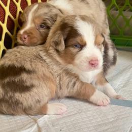 Jasper - Red merle male Australian Shepherd puppy in Williston, Florida from Over The Rainbow Aussies