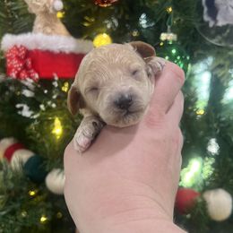 Phoenix - Apricot female Poodle puppy in Wharton, Texas from In the Red Poodles
