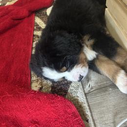 Alex OFA - Black rust and white male Bernese Mountain Dog puppy in Strasburg, Ohio from Lois Allison