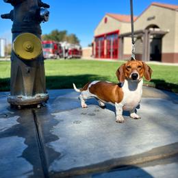 Willy - Piebald male Dachshund puppy in Temecula, California from Naomi Magee's Dachshund Kennel
