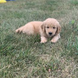 Golden Retriever Puppies from Lake Champlain Goldens
