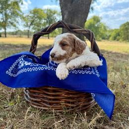 Blue - Parti male Goldendoodle puppy in Celina, Texas from Kennedy Doodles