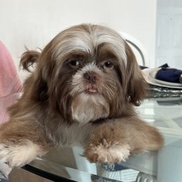 boy1 - Shih Tzu puppy in Kissimmee, Florida from Bebe AKC Puppies