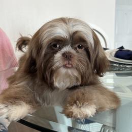 boy1 - Shih Tzu puppy in Kissimmee, Florida from Bebe AKC Puppies