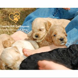 Cockapoo Puppies from Chesley Hill Cockapoos