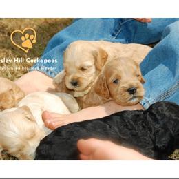 Cockapoo Puppies from Chesley Hill Cockapoos
