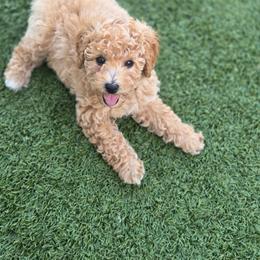 Kipp - Apricot male Poodle puppy in Leander, Texas from Doodle Doula