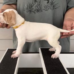 Yellow Collar Girl - Orange and white female Pointer puppy in Youngsville, North Carolina from Dogma Pointers & Bulldogs
