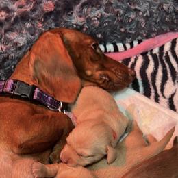 Red collar - Cream male Dachshund puppy in Gulfport, Mississippi from Susan's Dachshunds