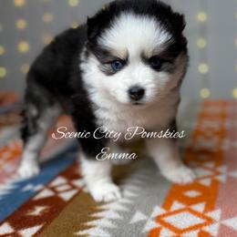 Emma - Black and white female Pomsky puppy in Rossville, Georgia from Scenic City Pomskies