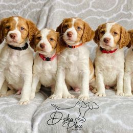 Brittany puppies from Dzika Place Kennels