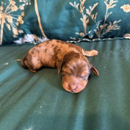 Finn - Dapple male Dachshund puppy in Nampa, Idaho from 208 Wiener Wiggle Butts LLC