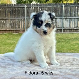 Fidora - White blue merle and tan female Shetland Sheepdog puppy in Abilene, Texas from Double Dare Shelties