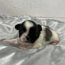 Pekingese All Grown Up from Sweet Pekes