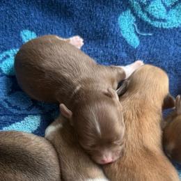 8 - Chocolate and white female Chihuahua puppy in Sherwood, Arkansas from Bartelt Breeders