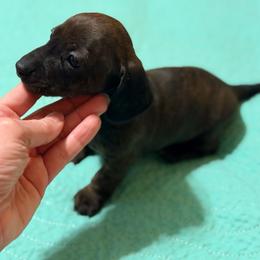 Brindle Girl 2 - Brindle female Dachshund puppy in Fayetteville, North Carolina from Army of Dachshunds