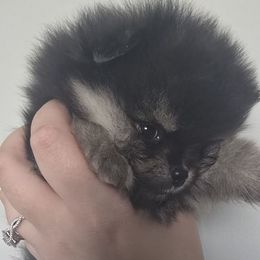 Girl 2 SM - Black and tan female Pomeranian puppy in Bloomingdale, New Jersey from Bella Luna Pomeranians