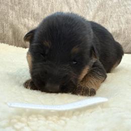 Girl 6 - Black and red female German Shepherd puppy in Battle Ground, Washington from Purebred Elite Shepherds