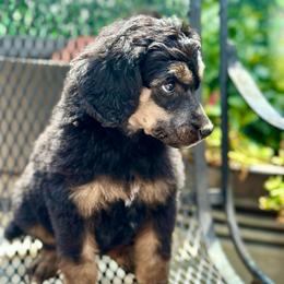 Jett - Phantom female Poodle puppy in Travelers Rest, South Carolina from Cotton Top