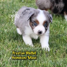 Preston - Blue merle male Miniature American Shepherd puppy in Elgin, Oregon from Cross L Miniature American Shepherds