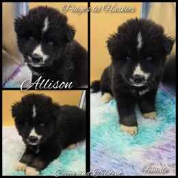 Allison - Black and white female Siberian Husky puppy in Bloomfield, Indiana from Paiges lil huskies