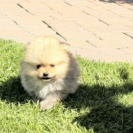 Pomeranian Puppies from Bear face Pomeranian
