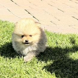 Pomeranian Puppies from Bear face Pomeranian