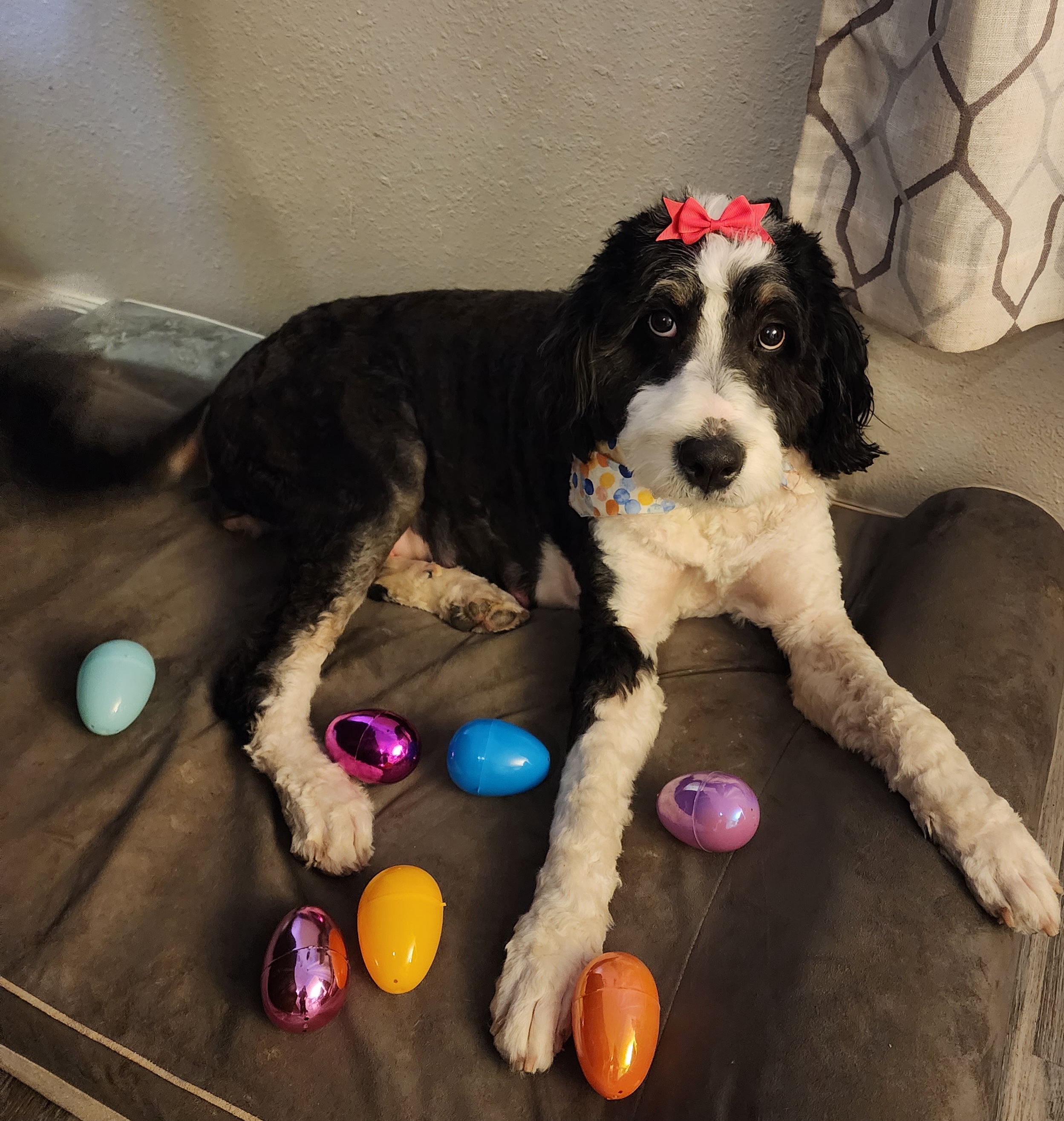 Bailey - Bernedoodle