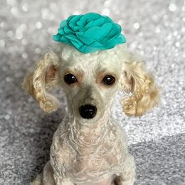 Phoebe - Poodle