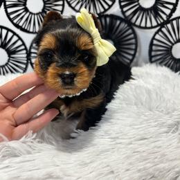 Belle - Black and tan female Yorkshire Terrier puppy in Cornelia, Georgia from Kruz Kennels