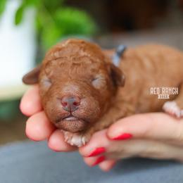 Goalie - Red male Cavapoo puppy in Salado, Texas from Red Ranch Dogs