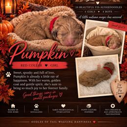 Pumpkin - Red merle female Aussiedoodle puppy in Taylor, Missouri from Pawsitively Doodles