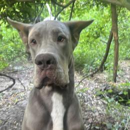 Logan - Great Dane