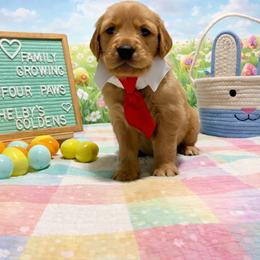Green - Dark golden male Golden Retriever puppy in Inverness, Florida from Sydney’s Goldens