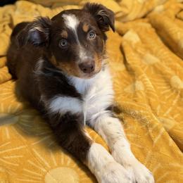 Eve - Red tri-color female Australian Shepherd puppy in Niles, Michigan from Tara's Australian Shepherds