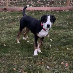 Kimber - Greater Swiss Mountain Dog