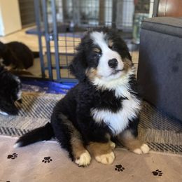 Bernese Mountain Dog Puppies from Wendy Gendreau's Bernese Mountain Dogs