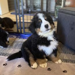 Bernese Mountain Dog Puppies from Wendy Gendreau's Bernese Mountain Dogs