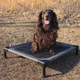 Boykin Spaniel, English Springer Spaniel, and Rat Terrier Puppies from 31 Pines Kennels