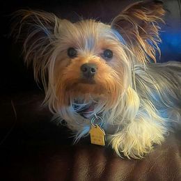 Penny - Yorkshire Terrier