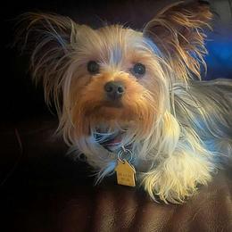 Penny - Yorkshire Terrier